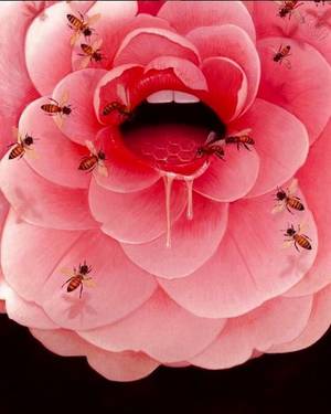 Flower And Bee Porn - Bee Art, Flower Images, Surreal Art, Porn, Surrealism Art, Surreal Artwork,  Surrealism