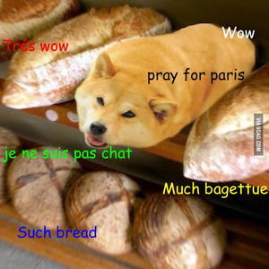 Doge Meme Porn - A rare french doge meme