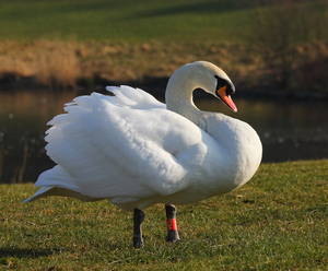 Leila Swan Anal - Some bird species, such as this Mute swan, do not display sexual dimorphism  through their plumage, and instead can be distinguished by other  physiological ...