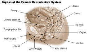 average dick and pussy - Just as men have considerable variation in penis size and shape, so women  have considerable differences in our genitalia as well. The average depth  of an ...