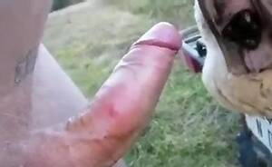 Furry Animal Vagina Porn - Man fucks furry animal at the farm and tapes himself doing that