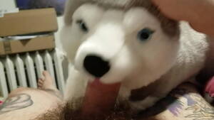 Fluffy Blowjob Porn - Blowjob from my plushie husky and finished with a masturbation - XVIDEOS.COM