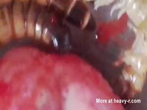 Bug Queen Porn - Good this meat