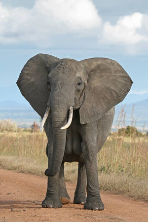 Asian 1980s Inter Asian - African Bush Elephant.jpg