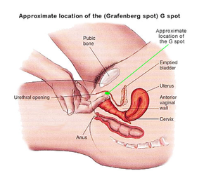 g spot technique - How To Squirt Explained In A Simple & Effective Way - Spices of Lust