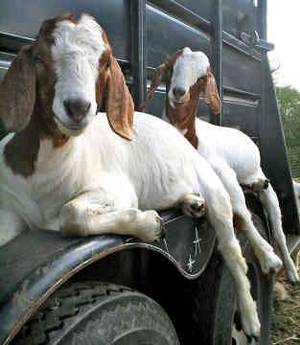 Mamma Goat Porn - Pretty Boer Goats!