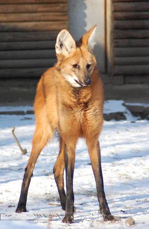 Maned Wolf Furry Porn - The Maned Wolf (Chrysocyon brachyurus) is the largest canid of South  America, resembling a big fox with reddish fur. He was playing with the  stone that lies ...