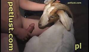 Goat Sex Porn Videos - Amateur goat beastiality is the goat sex