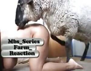 Gay Sheep - Sheep - Extreme Porn Video - LuxureTV