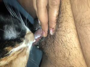 Cat Pussy Sex Girl Porn - My cat licking my wet pussy - LuxureTV