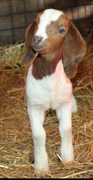 Mamma Goat Porn - Boer goat kid