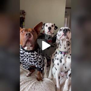 101 Dalmatians Puppy Porn - Three Purebred Dalmatians | Cute Dog Compilation | TikTok