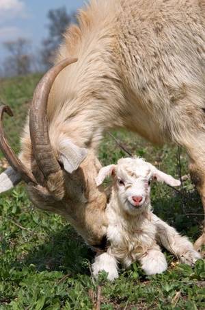 Mamma Goat Porn - A Mom Goat With Her Young \