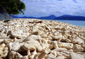 assie nude beach video free - Daytripping at Fitzroy Island Australia - The World Is A Book