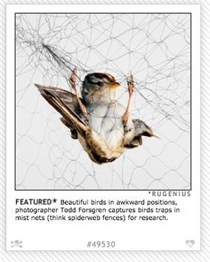 Bird Porn Bestiality - â€œBeautiful birds in awkward positionsâ€ sounds like a porn genre, and the  photo chosen for the main page shows an animal captured in a position that,  ...