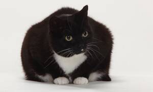 bbw fuck fat cat - Fat felines: we all love a 'chonky' cat â€“ but the online trend has to end |  Cats | The Guardian