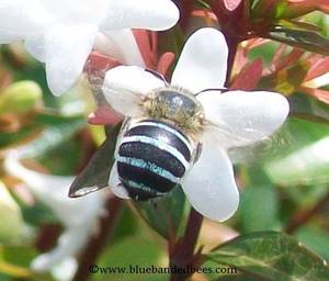 Flower And Bee Porn - 