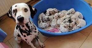 101 Dalmatians Puppy Porn - Bowl of cookies and cream icecream or new litter of dalmations? : r/aww