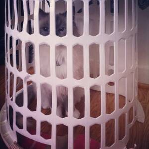 kitty prison - Kitty jail for looking at kitty porn. Gotta love them punsâ€¦ | Flickr