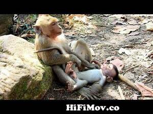 Monkey Sex Oral - O.M.G! What's Adult Doing Very Little Baby Monkey Like this! So Heavy  Playing! from oral sex otters Watch Video - MyPornVid.fun