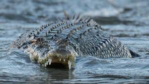 Light Green Crocodile Porn - Bloke survives attack from 10ft 'dirty b***ard' crocodile by biting its  eyelid - Daily Star