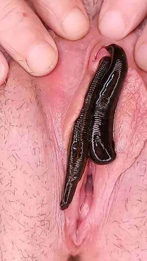 Leech Japanese Porn - Pussy gnawed by leeches - ThisVid.com