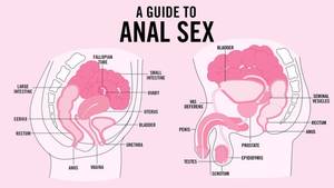 Gay Anal Diagram - UPDATE: Gay 'Teen Vogue' editor unleashes incredible Tweet-storm amid anal  sex controversy