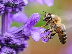 Flower And Bee Porn - World Environment Day: Honey, saving the bees can save our planet | CondÃ©  Nast Traveller India