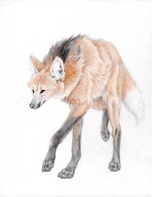 Maned Wolf Furry Porn - maned wolf drawings - Google Search