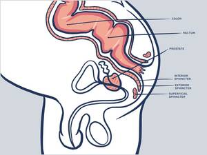 anal sex colon - Behind The Behind: The Anatomy Of Your Butt