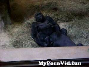 Monkey Sex Oral - Monkey? Oral? from www gorilla bonobo porn sex 3gp mypornw Watch Video -  MyPornVid.fun