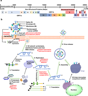 Girlsdoporn E324 - Structural biology of SARS-CoV-2: open the door for novel therapies |  Signal Transduction and Targeted Therapy