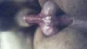 Fucked Up Bestiality - Guy fucks dog close-up porn. Free bestiality and animal porn