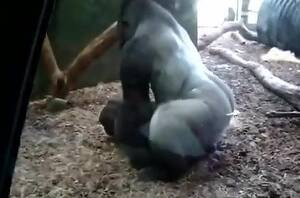 Gorillas Fucking Girls - Gorilla fucking his female turns horny guy on at the zoo