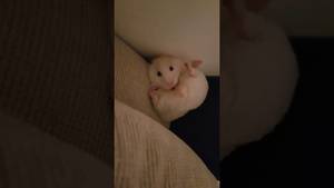 Hamster Porn - Hamster porn