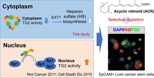 Girlsdoporn E327 - Targeting transglutaminase 2 mediated exostosin glycosyltransferase 1  signaling in liver cancer stem cells with acyclic retinoid | Cell Death &  Disease