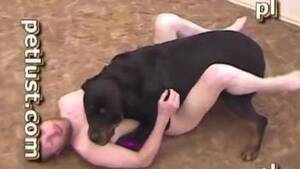 Girl Sex With Rottweiler - Bald boy knows how to make huge rottweiler fuck him