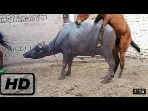 Buffalo Sex Porn - natural animal meeting|cow bull and buffalo|#hybridmating|#crossmeeting  donkey breeding - YouTube