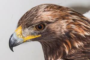 Golden Eagle Porn - Rare golden eagle found in middle of ocean, far from usual habitat