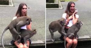 Monkeys Having Sex - Monkeys have sex while standing on woman's knee in Bali forest | Metro News