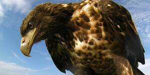 Golden Eagle Porn - GoPro camera videos eagle in Orlando â€“ Orlando Sentinel