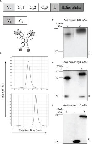 Girlsdoporn E327 - Frontiers | Potent immunomodulatory and antitumor effect of  anti-CD20-IL2no-alpha tri-functional immunocytokine for cancer therapy