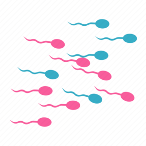 Conception Sex - Spermatozoid, conception, sex, sperm, spermatozoon, birth icon - Download  on Iconfinder