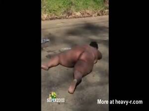 naked fat black bitch stomping nuts - Wallowing Bitch On The Street