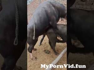 Buffalo Sex Porn - Buffalo and buffalo sex! from xxxbodio Watch Video - MyPornVid.fun