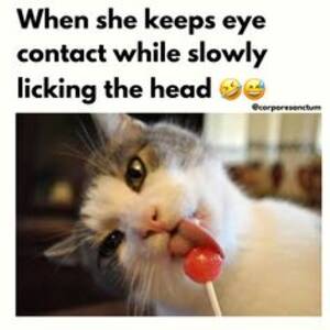 Funny Pussy Memes - 72 Memes ideas | funny memes, funny, memes