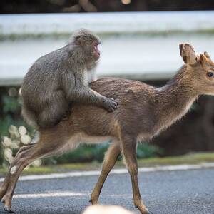 Monkeys Having Sex - Snow monkey attempts sex with deer in rare example of interspecies mating |  Animal behaviour | The Guardian