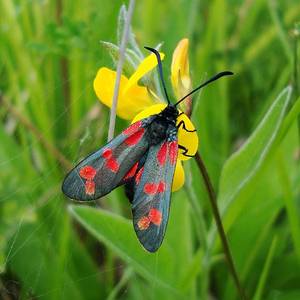 Moth Porn - Ketton Quarry - People, Pubs and Moth Porn