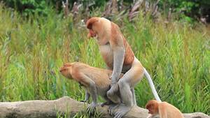 Monkeys Having Sex - Pair Proboscis Monkeys Mating Sex Stock Footage Video (100% Royalty-free)  17502664 | Shutterstock