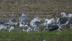 Azorean Porn - Apparent Azorean Gull, Didcott, Oxfordshire, 10th October 2009. The shade  of this gulls mantle was mid-way between a normal Yellow-leg and a British  Lesser ...